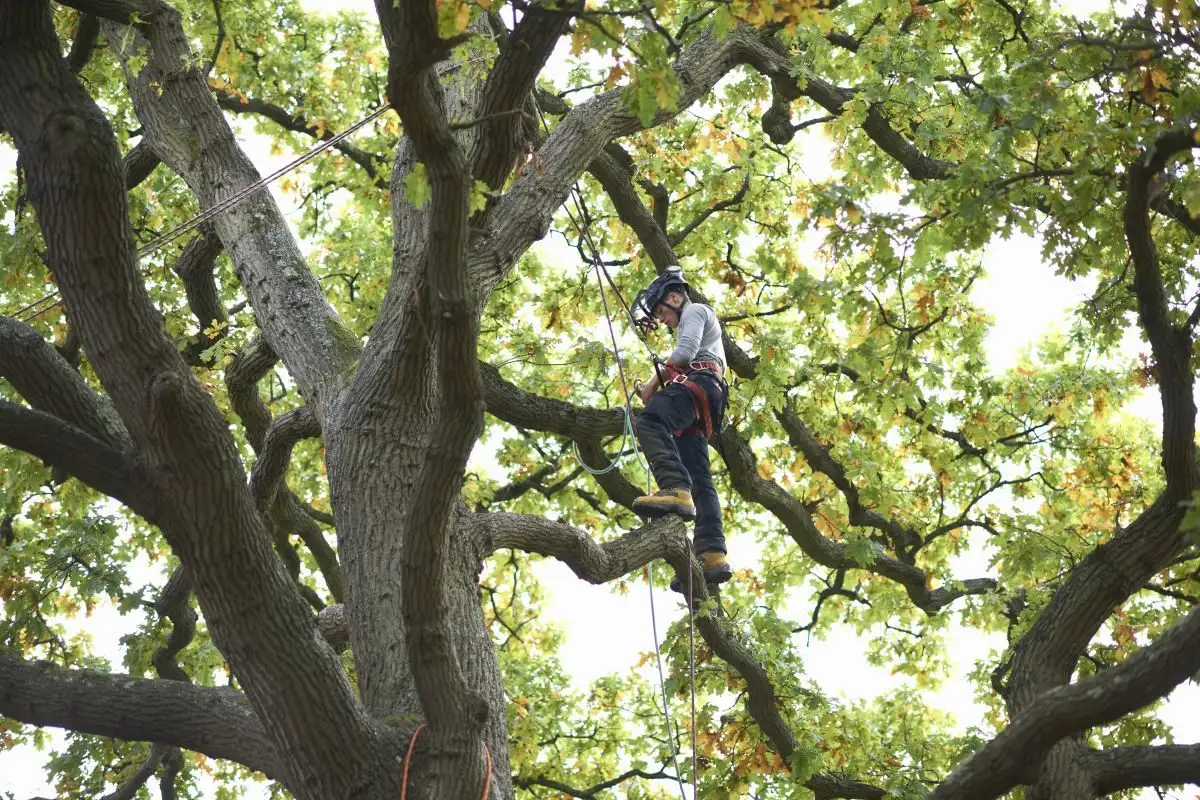 Arborist în corzi în mijlocul coroanei largi a unui stejar