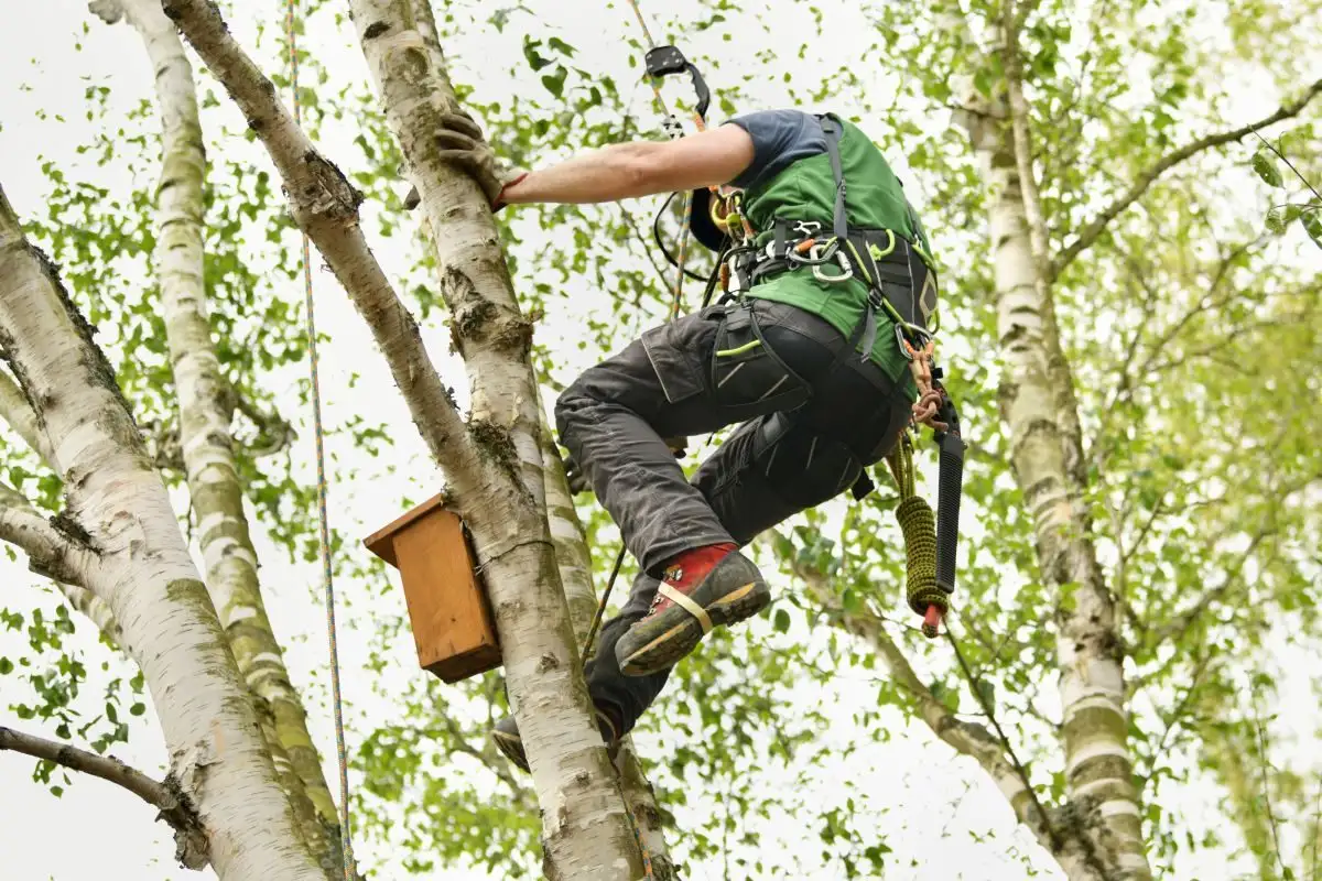 Arborist care urcă printre trunchiuri de mesteacăn, asigurat în ham