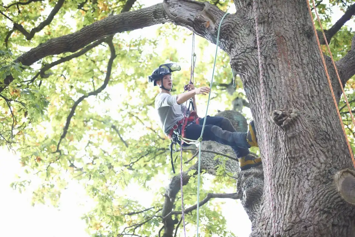 Arborist suspendat în corzi în coroana unui stejar bătrân
