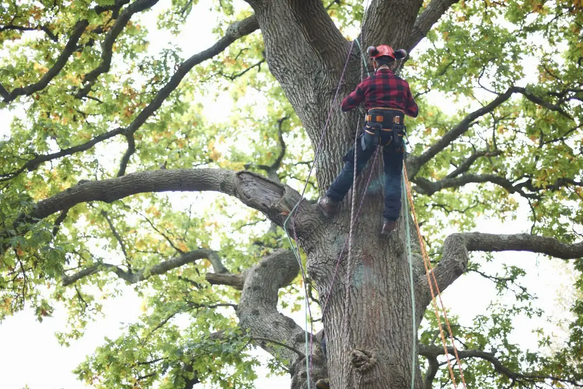Arborist în ham, sus în coroana unui stejar