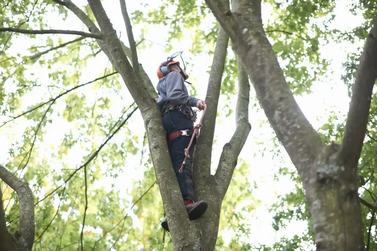 Arborist cu cască stând în furca unui copac, între ramuri verzi