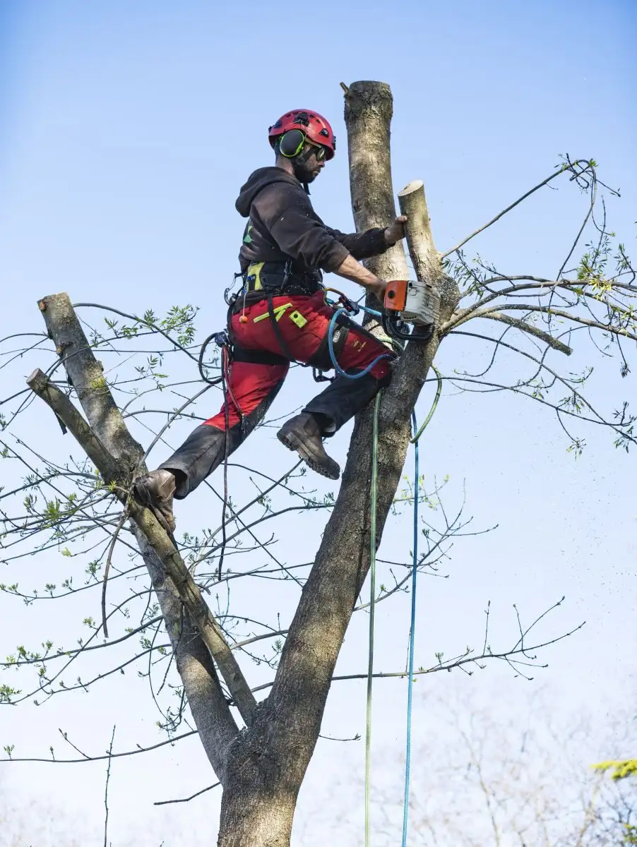 Arborist cu cască roșie, ancorat în ham pe trunchiul unui copac cu ramurile tăiate