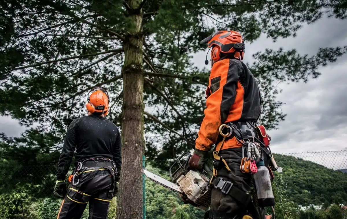 Doi arboriști cu căști și echipament de protecție, unul cu drujba, lângă un pin