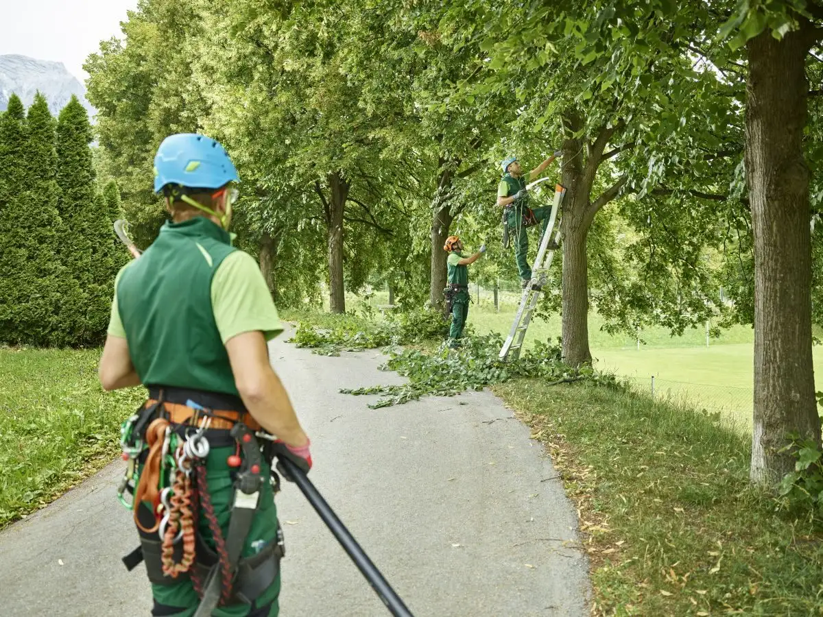 Echipă de arboriști care toaletează copacii de pe marginea unei alei