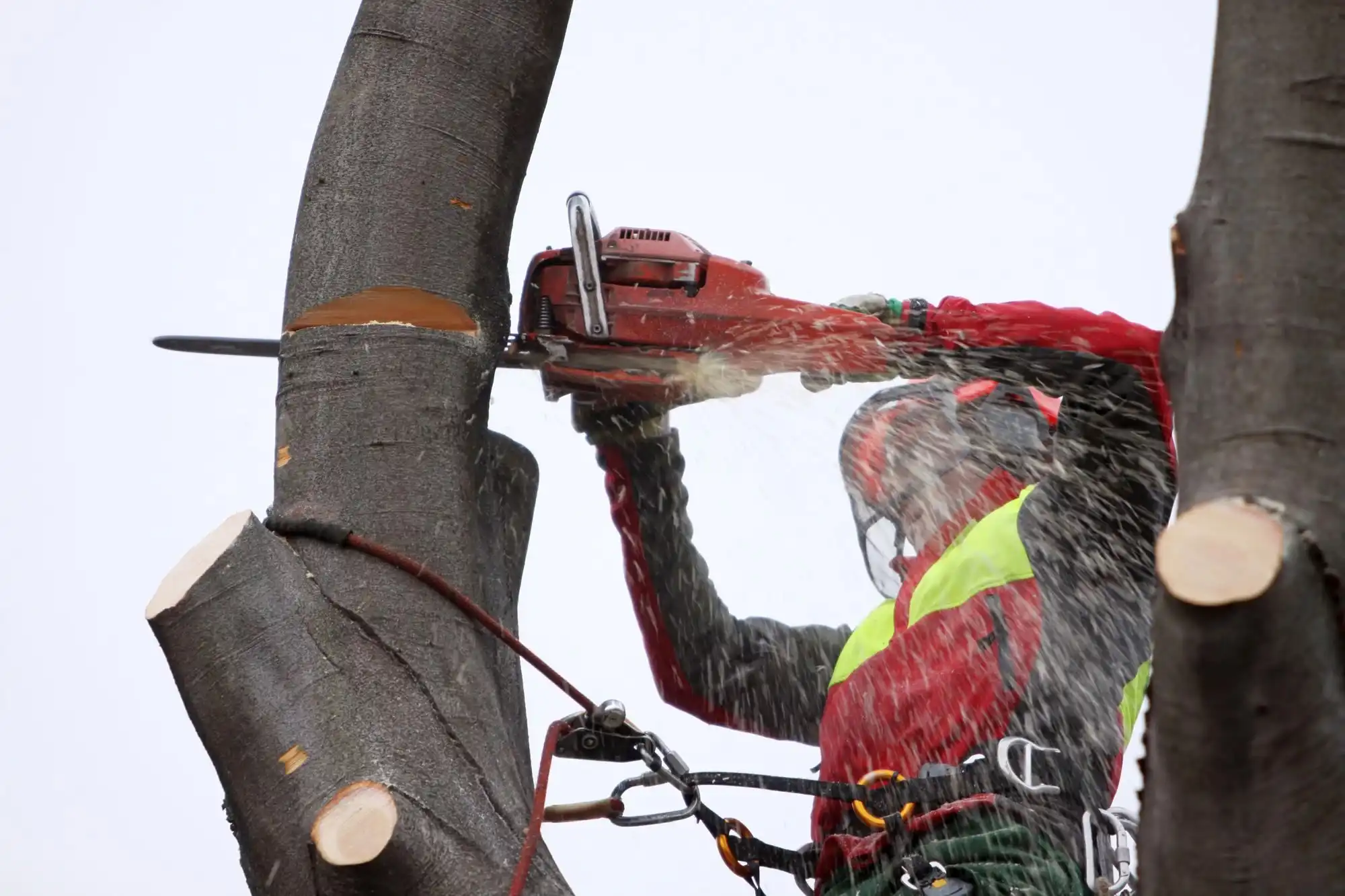 Arborist care secționează cu drujba un trunchi, din vârful copacului