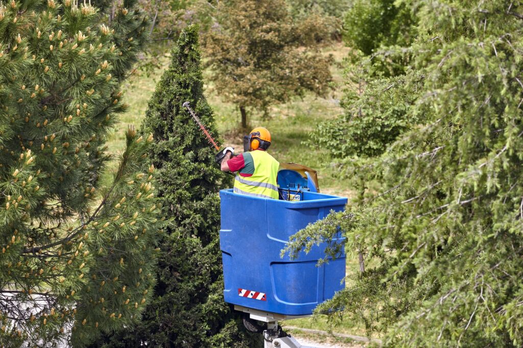 Îngrijirea Arborilor Sibiu