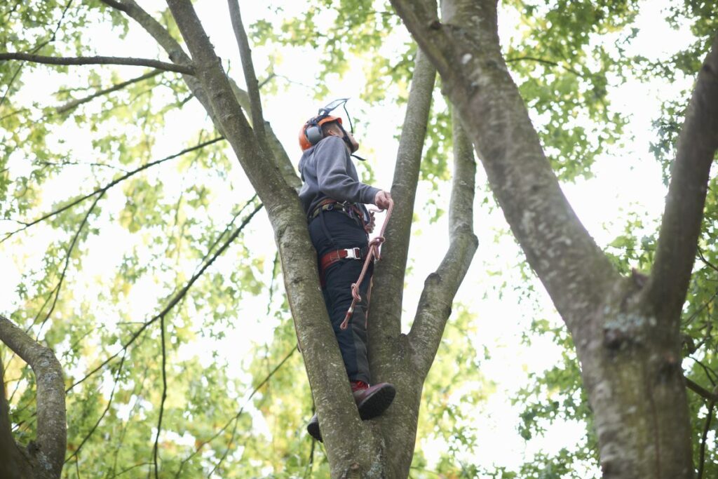 Arborist Arad Arad Util Alpin Solutions