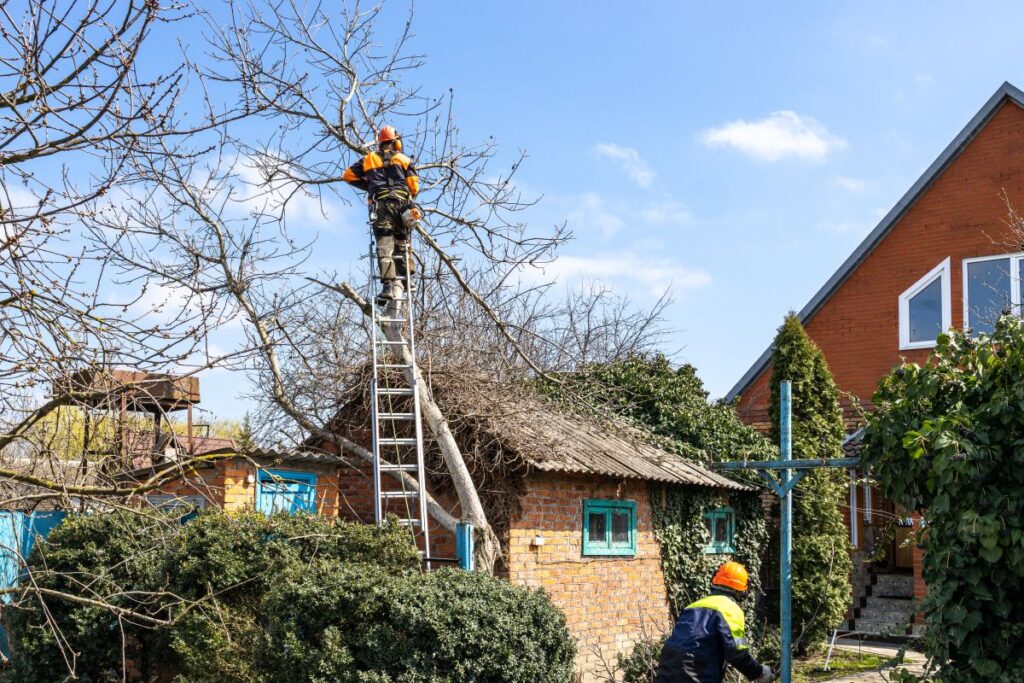 Arborist Bistrița Bistrița-Năsăud Util Alpin Solutions