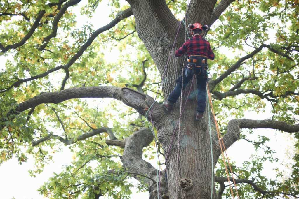 Arborist Brașov Brașov Util Alpin Solutions