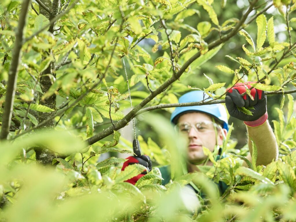 Arborist Buhuși Bacău Util Alpin Solutions