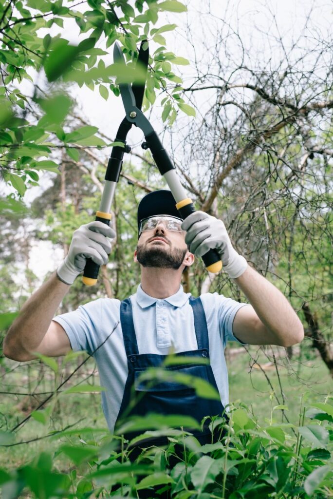 Arborist Buhuși Bacău Util Alpin Solutions