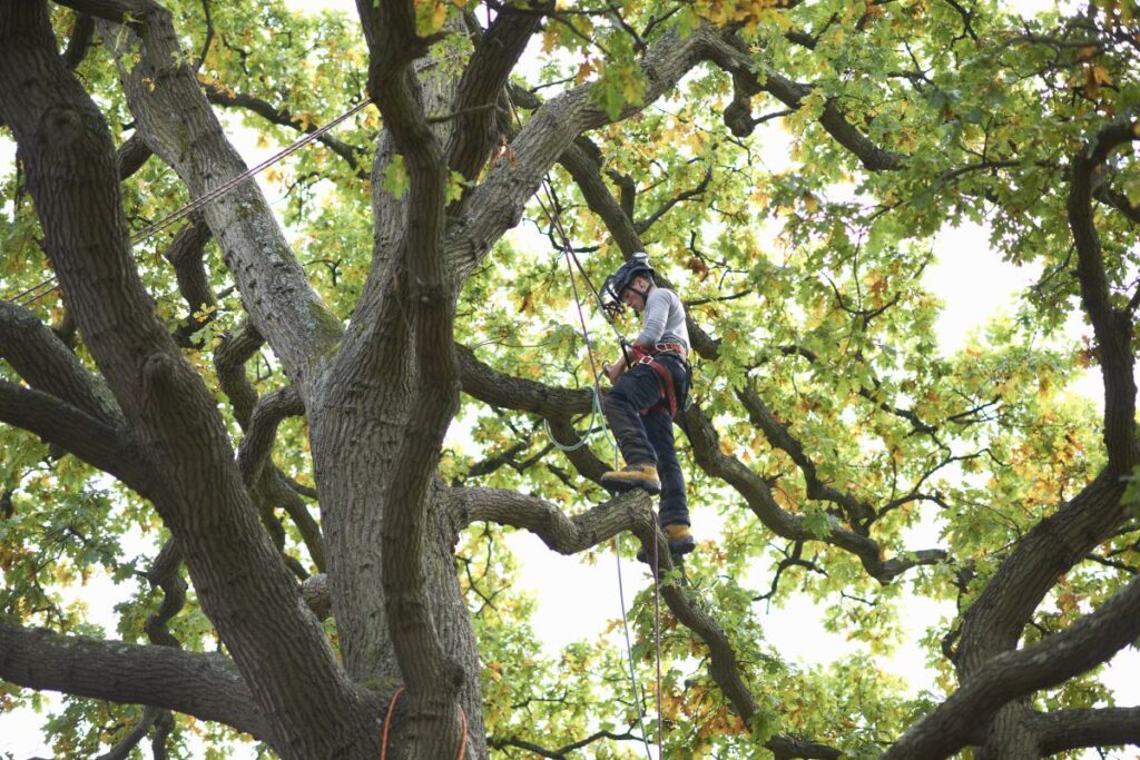 Arborist Câmpulung Argeș Util Alpin Solutions