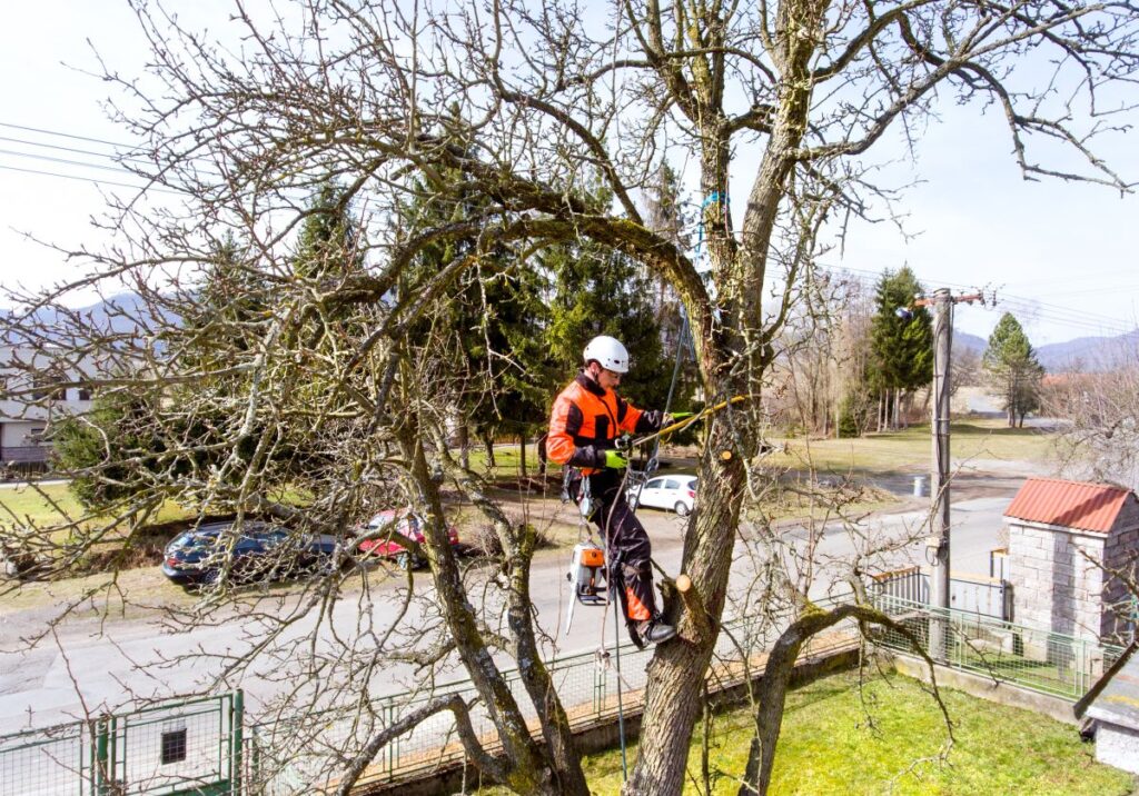 Arborist Drăgășani Vâlcea Util Alpin Solutions