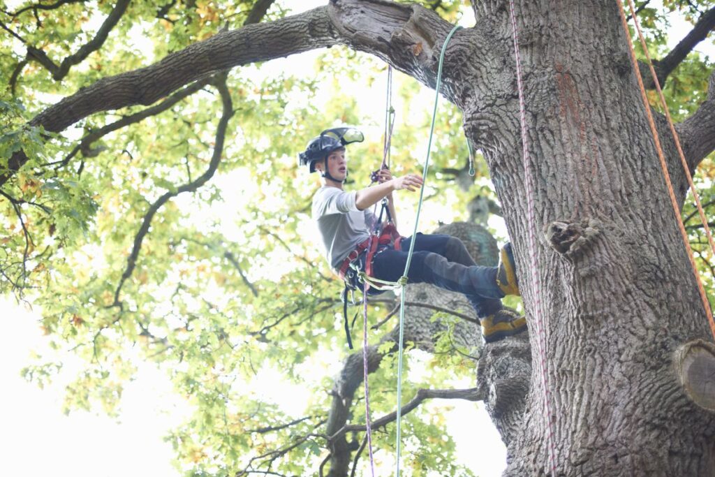 Arborist Lugoj Timiș Util Alpin Solutions