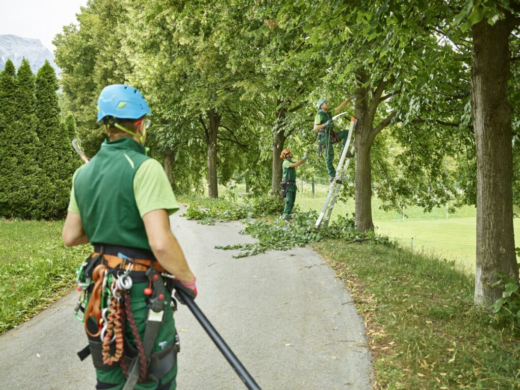 Arborist Lugoj Timiș Util Alpin Solutions