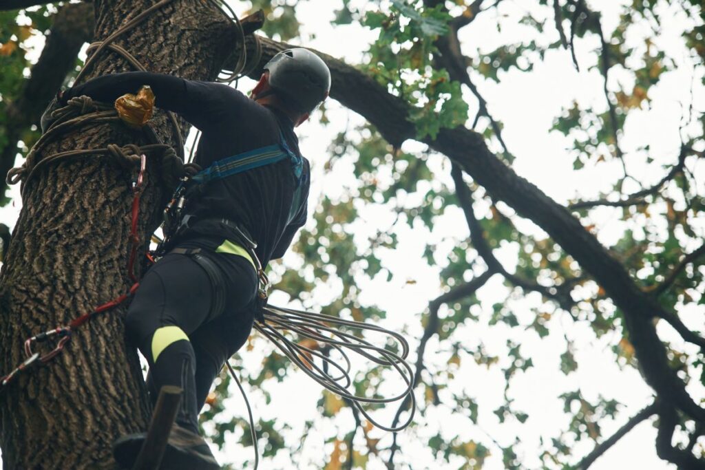 Arborist Orșova Mehedinți Util Alpin Solutions