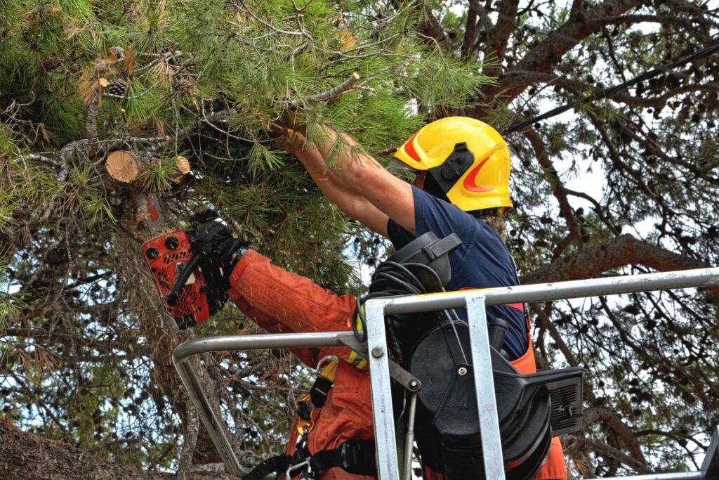 Arborist Sibiu Sibiu Util Alpin Solutions