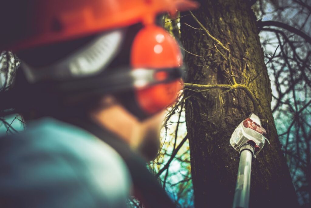 Arborist Sighișoara Mureș Util Alpin Solutions