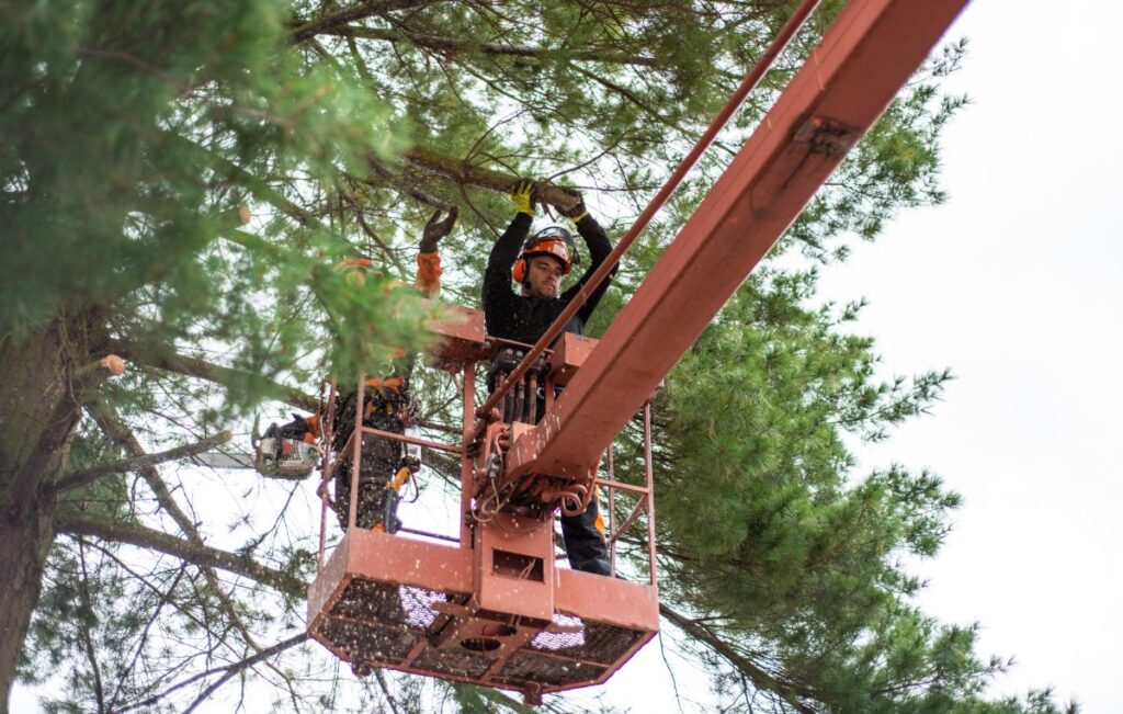 Arborist Vâlcea Vâlcea Util Alpin Solutions