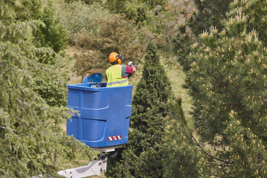 Arboristică Carei Satu Mare Util Alpin Solutions