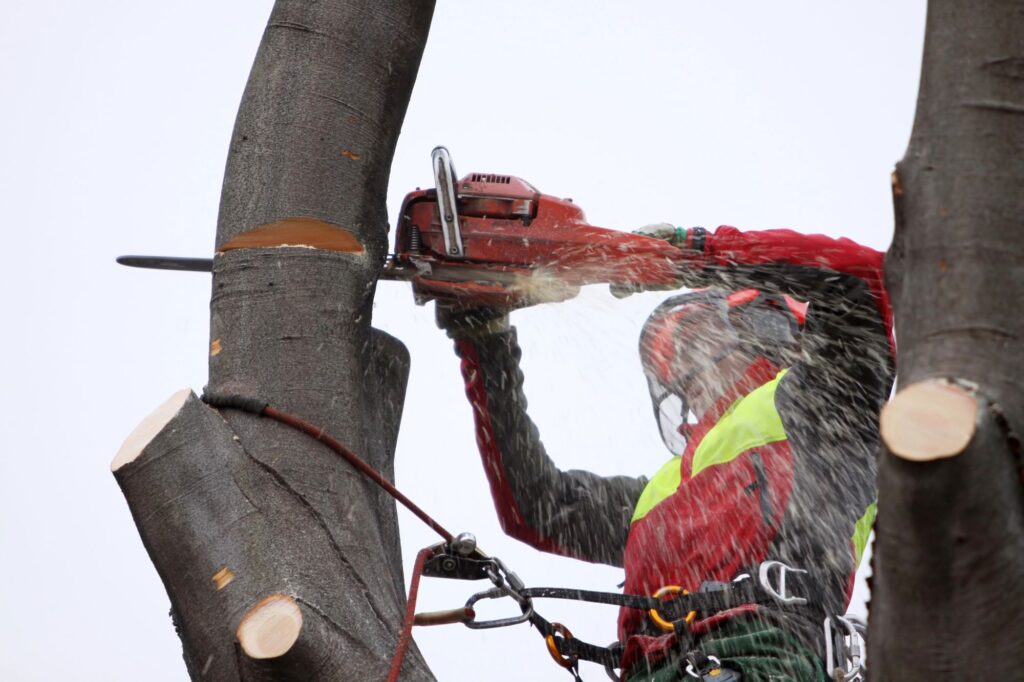 Îngrijirea Arborilor Sibiu